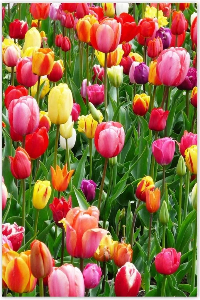 Poszterek 80x120 Színes tulipánok a réten