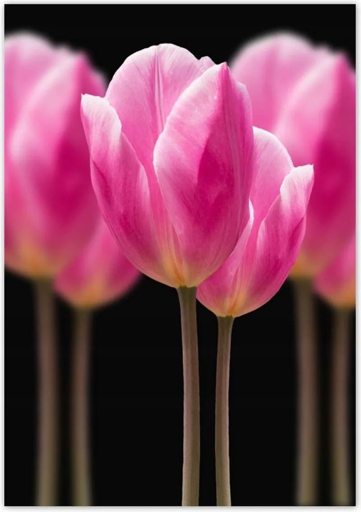 Poszterek 70x100 Tulipánok Virágok