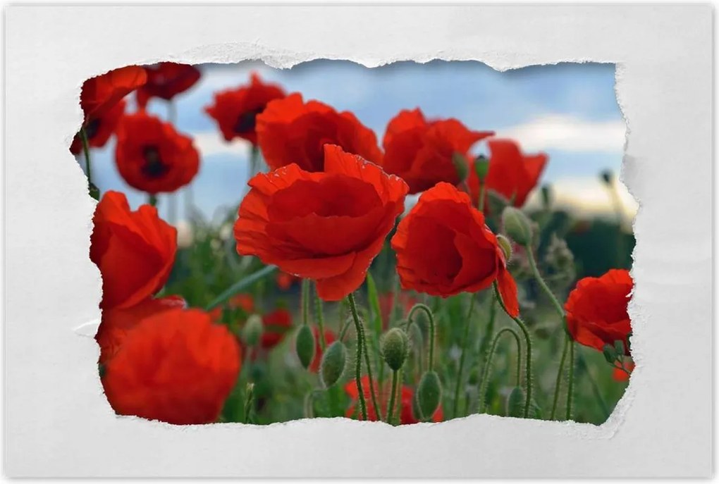 Poszterek 90x60 Mezei pipacsok az égbolt hátterében