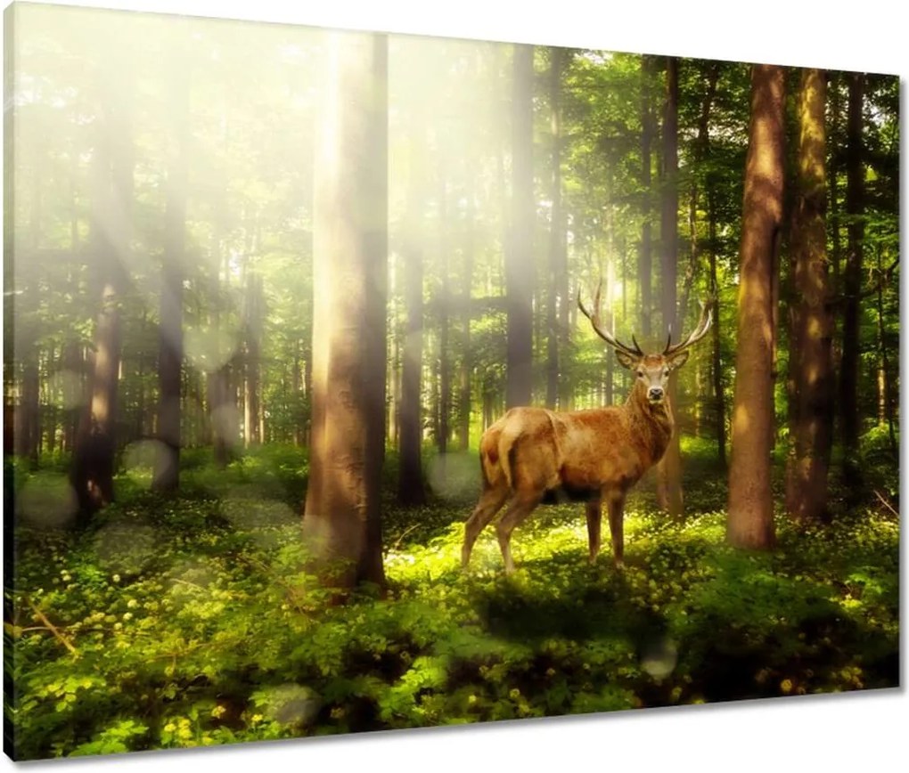 Vászonkép 80x60 Szarvas a varázslatos erdőben
