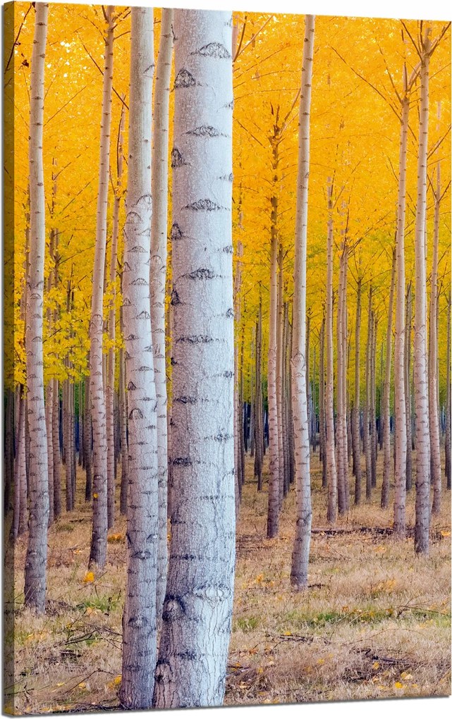 Nyírfa Ősz Sárga levelek vászonkép 50x80 cm