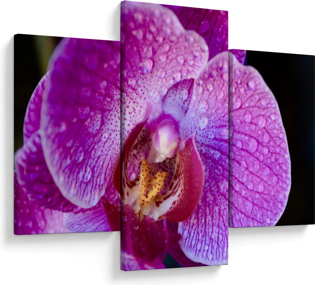Részletes kép az orchidea virágról (90x60 cm)