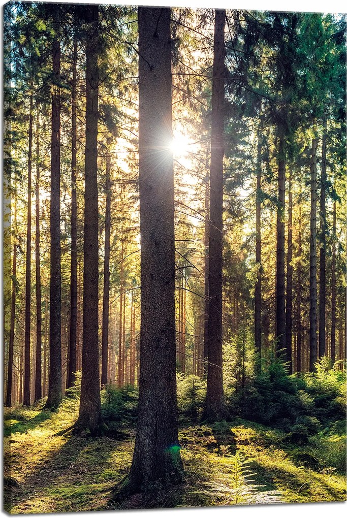 Vászonkép Erdő Nap Fák Tavasz Reggel 40x60 cm