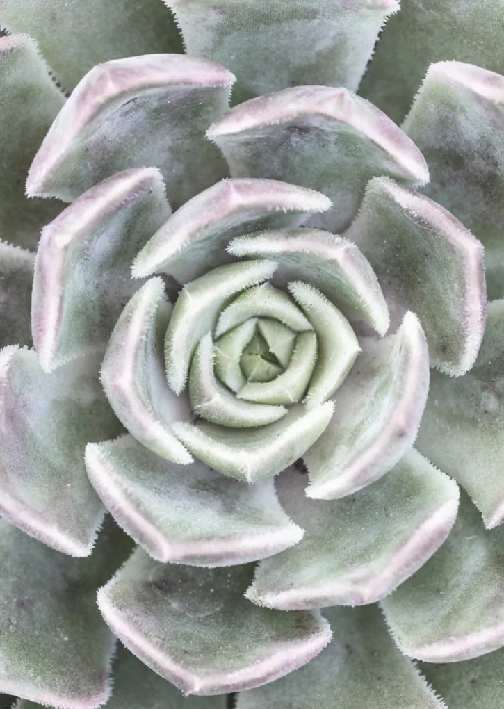 Poszter 64x90cm Pozsgás, Assaf Frank