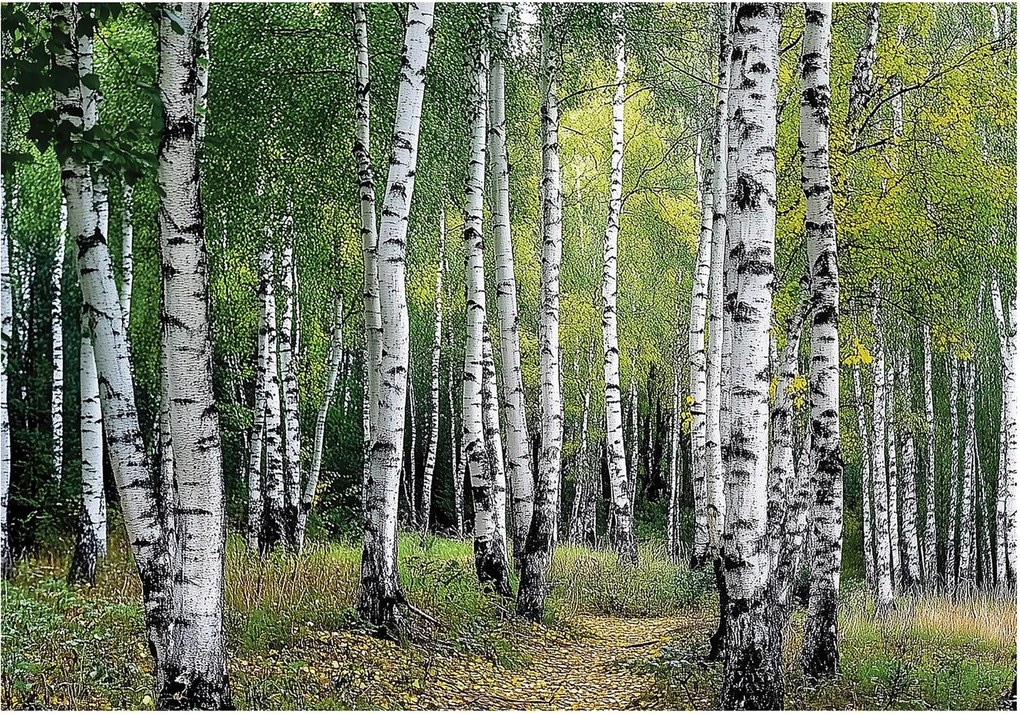 Fotótapéta nyírfa erdő ösvény természet fák zöld hálószoba nappali 208