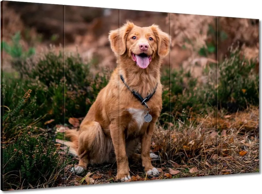 Vászonkép 100x70 Kutya Kutyák