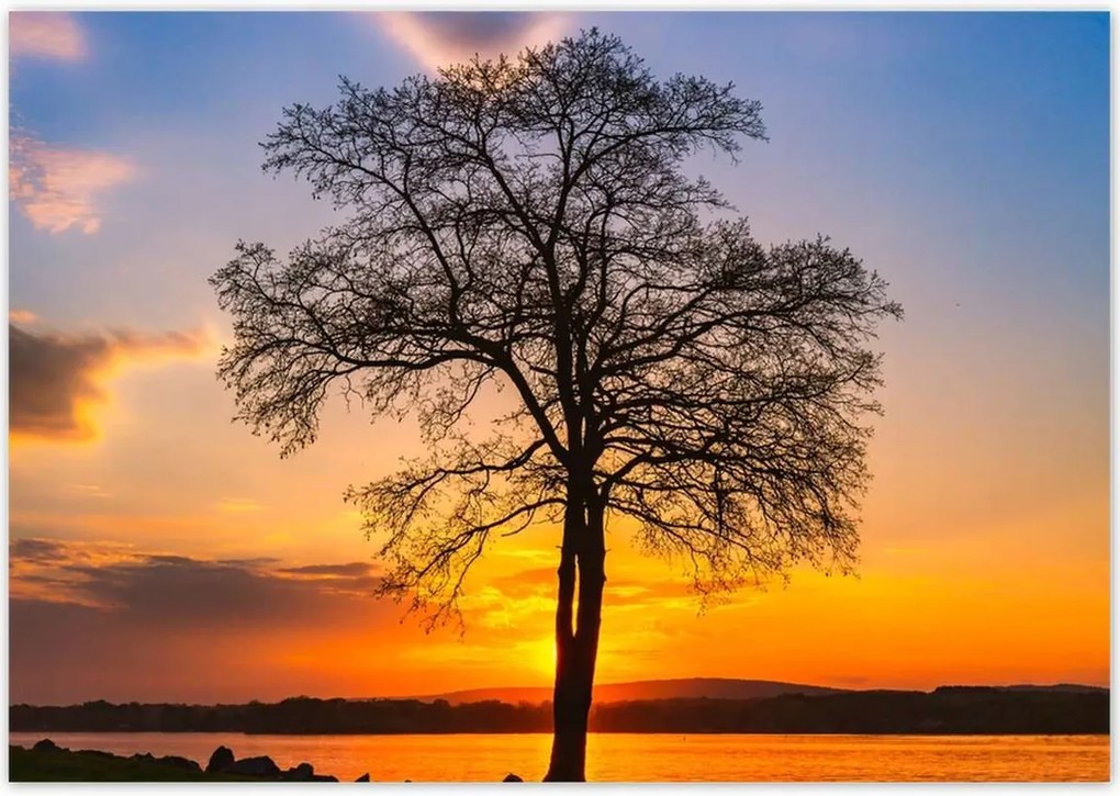 Poszterek 100x70 Fa naplemente