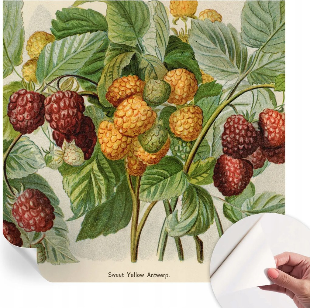 Öntapadós tapéta Divatos 3D fali ragasztóval Klasszikus málna 250x250 cm