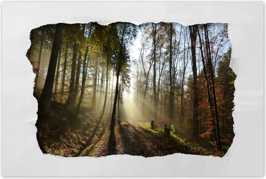 Poszterek 120x80 Napfelkelte az erdőben