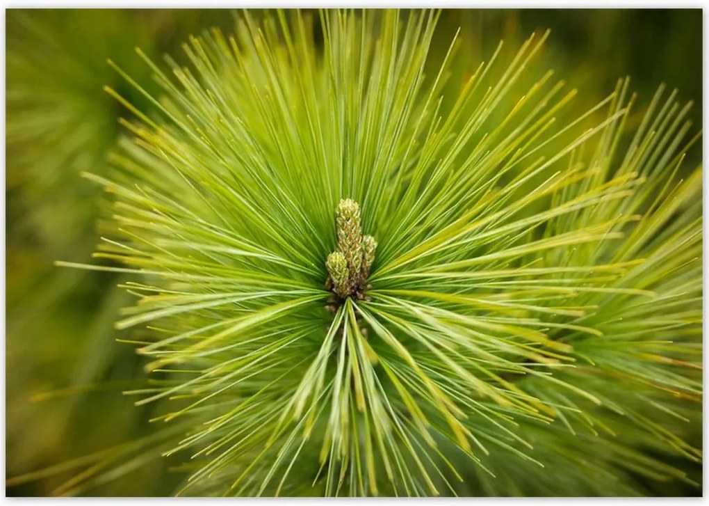 Poszterek 100x70 Ág