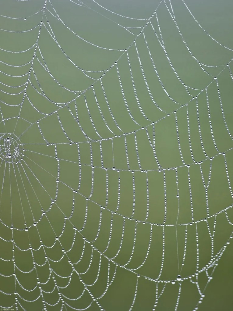Poszter 30x40cm Pókháló, Assaf Frank