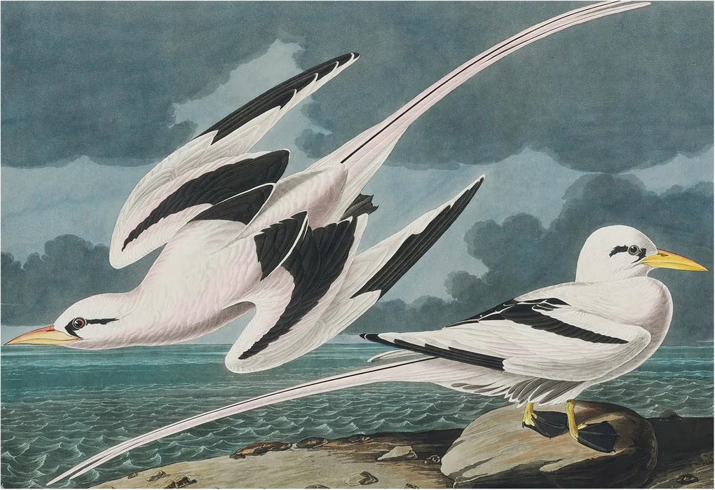 Fotótapéta Flizelina Nappali és Hálószoba Madarak a tengerparton 152x104