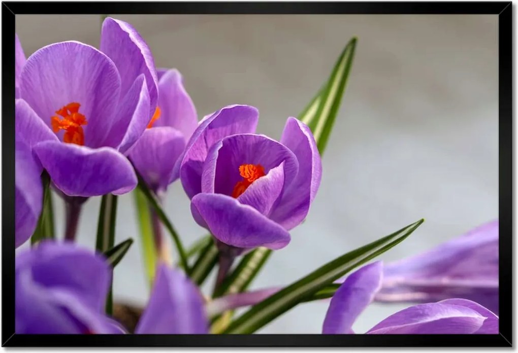Poszter keretben 60x40 Krokus Virágok