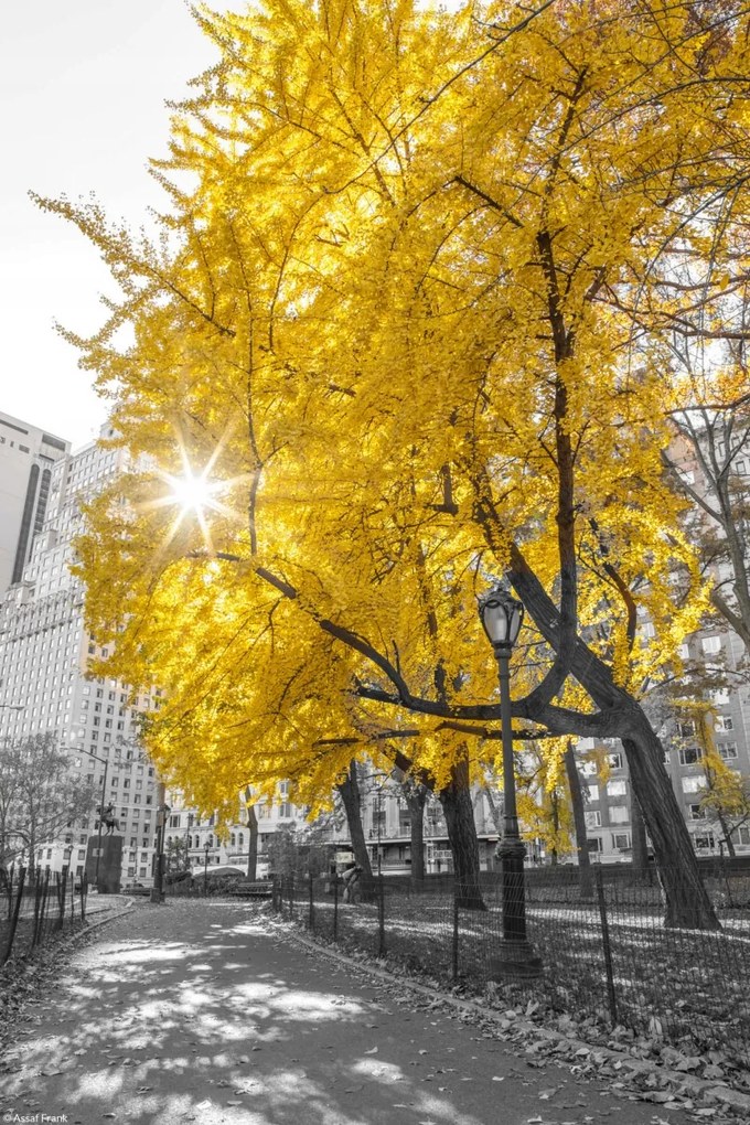 Poszter 20x30cm Ösvény a központi parkon át 4, Assaf Frank