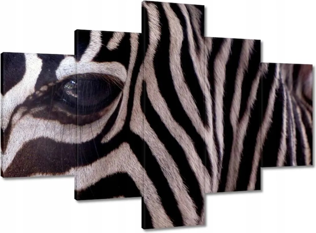 Festmények 100x70 Makro fotó zebra