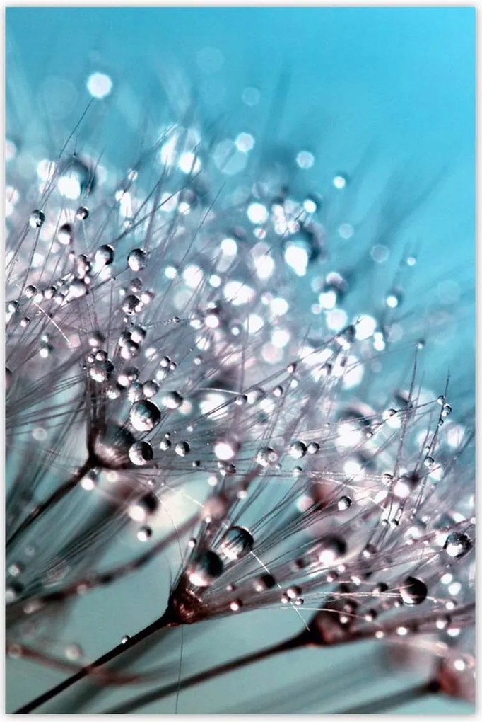 Poszterek 60x90 Harmatcseppek Pitypang