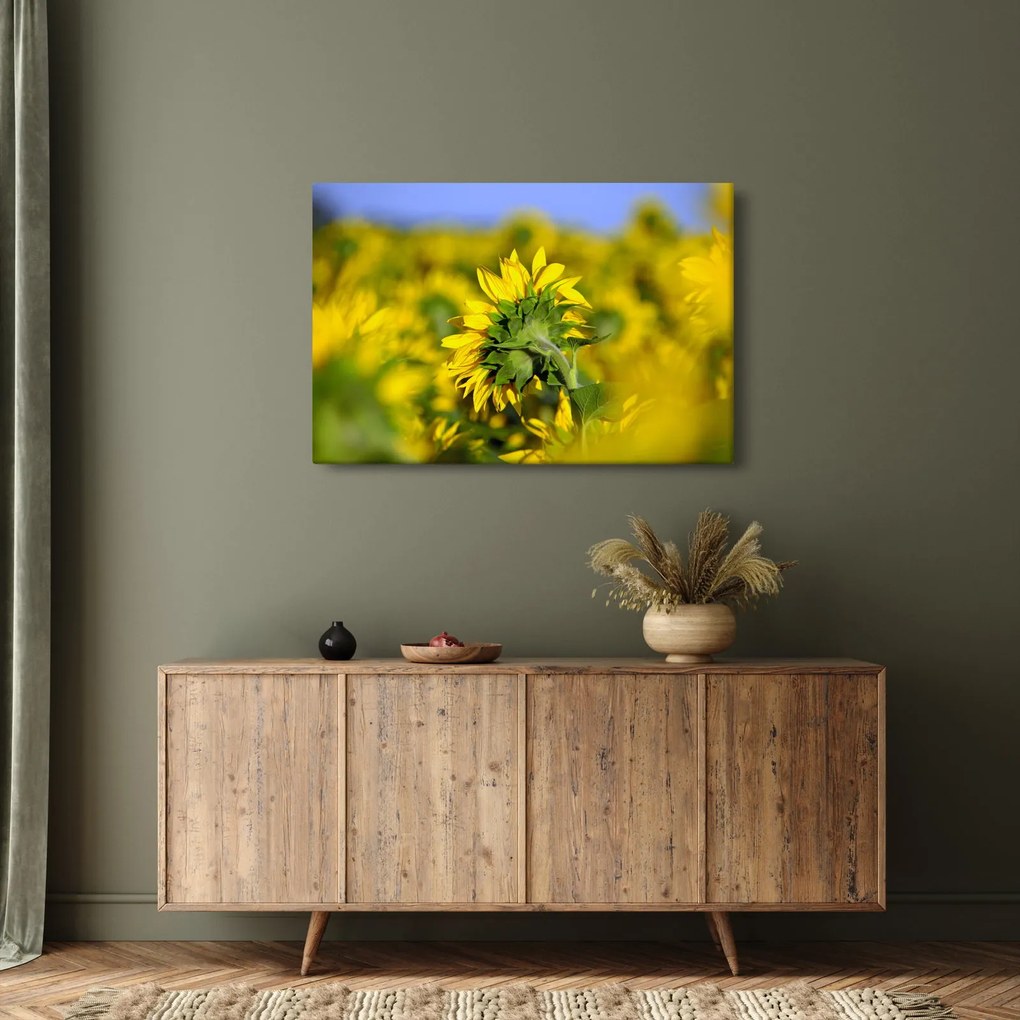 Napraforgó képe (90x60 cm)