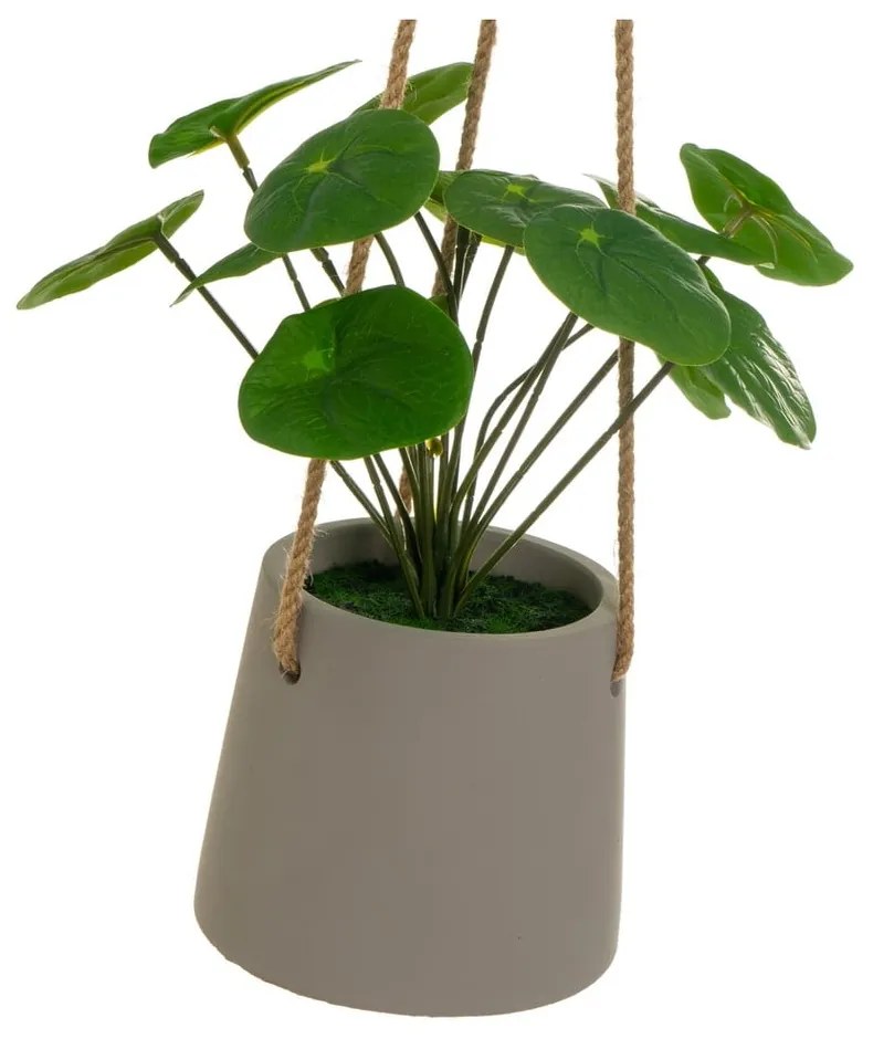 Műnövény (magasság 24 cm) Pilea – Casa Selección