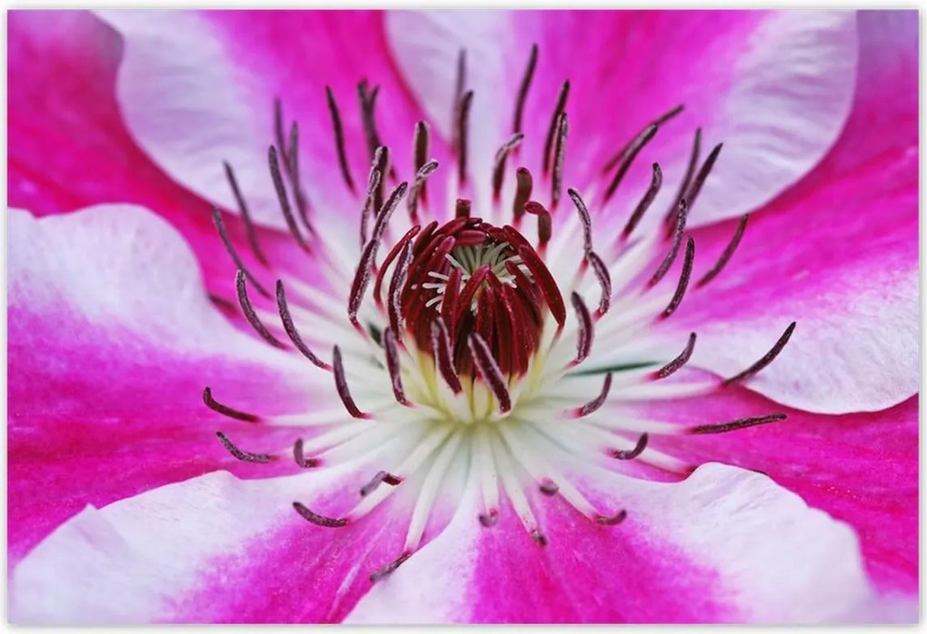 Poszterek 185x125 Fehér-lila szirmok