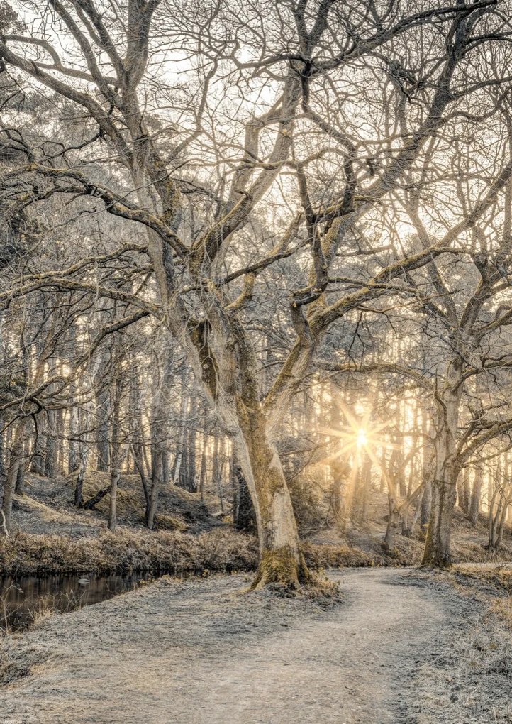 Poszter 42x59,4cm Vidéki csatorna fákkal és ösvényrel 2, Assaf Frank