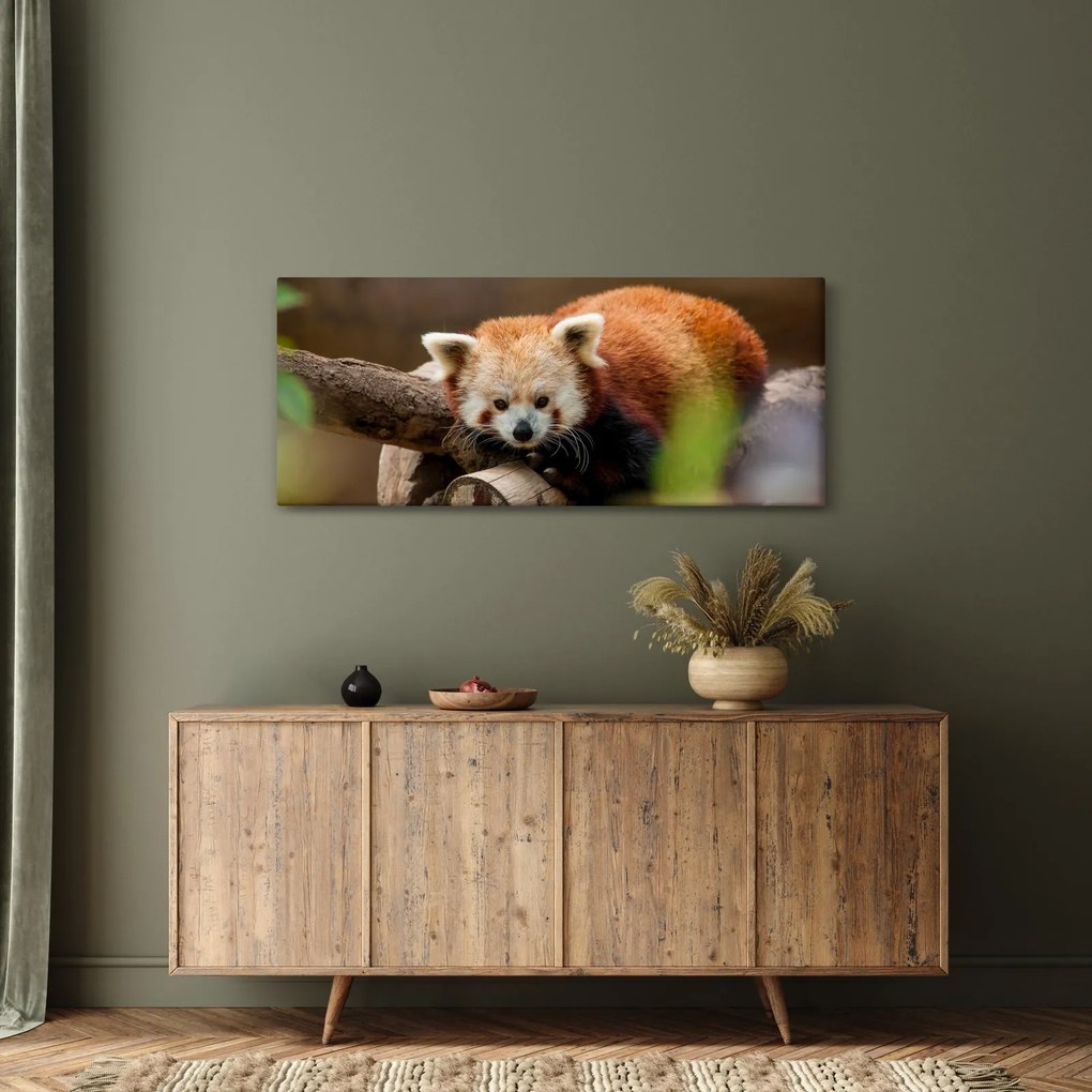 Vörös panda képe (120x50 cm)