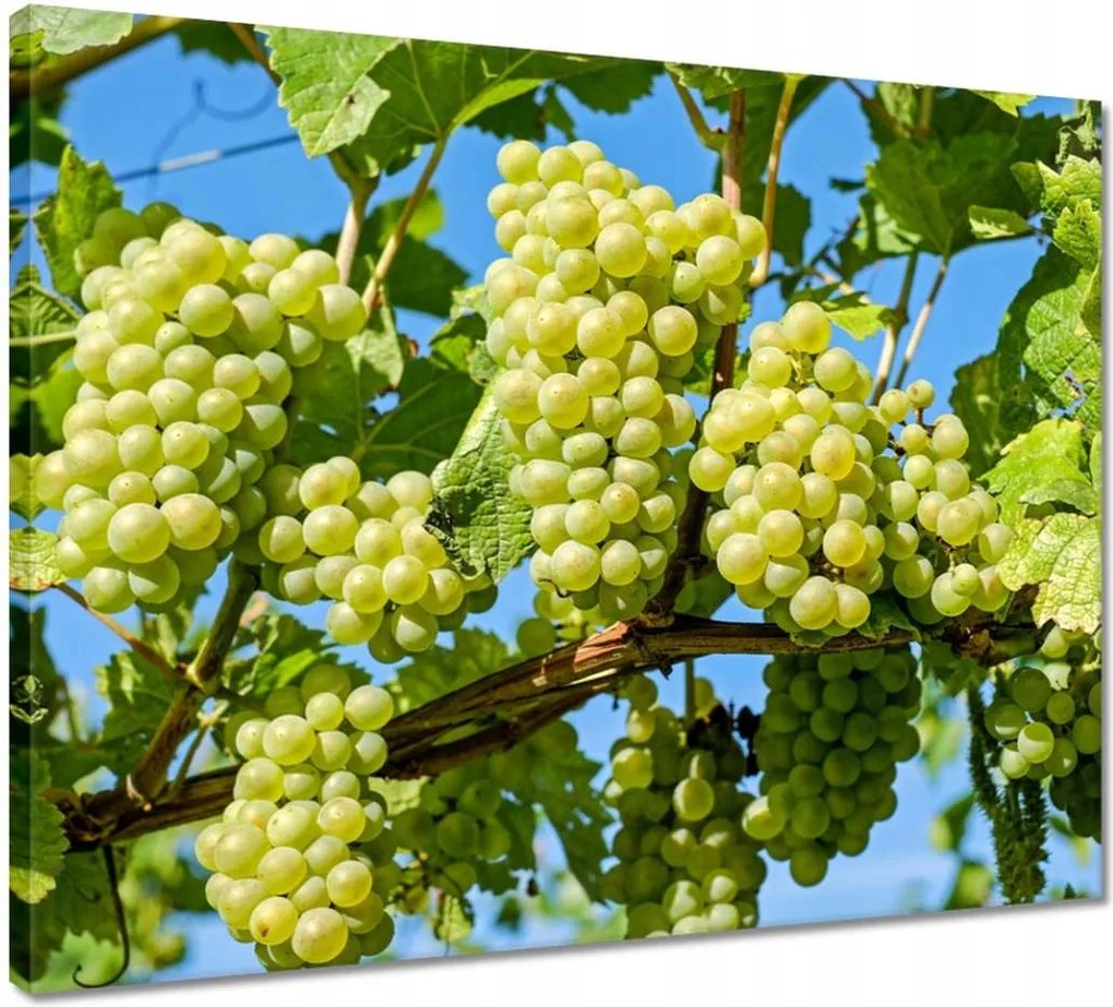 Vászonkép 50x40 Zöld szőlő