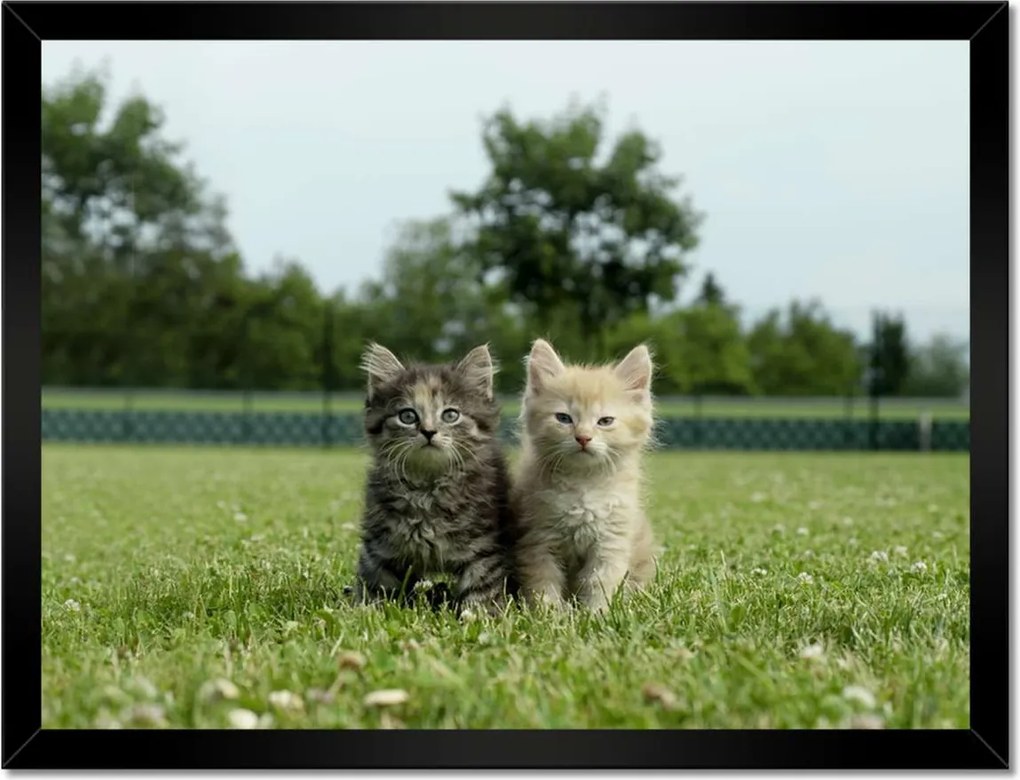 Poszterek keretben 40x30 Cica Cicák Macskák