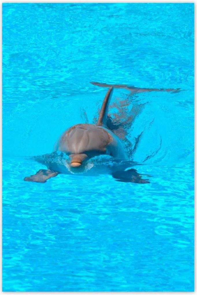 Poszterek 80x120 Delfin