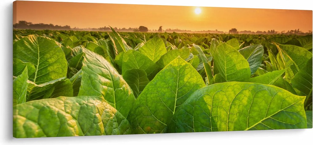 Kép - Mező (120x50 cm)