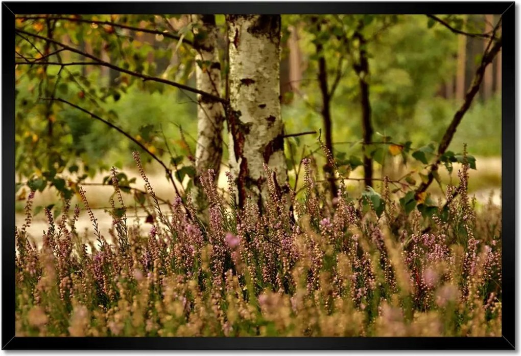 Poszterek keretben 60x40 Nyírfa a hangák között Erdő