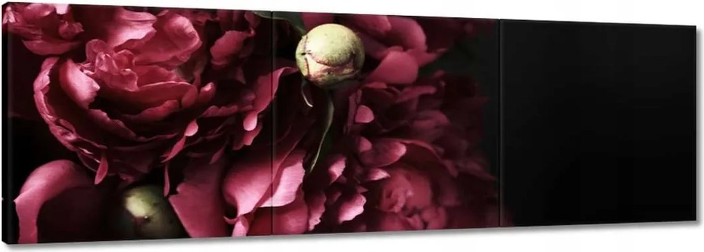 Vászonkép 150x50 Gyönyörű lila bazsarózsa