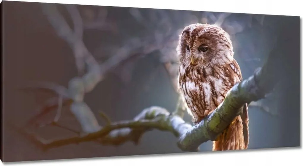 Vászonkép 115x55 Bagoly az ágon Ragadozó