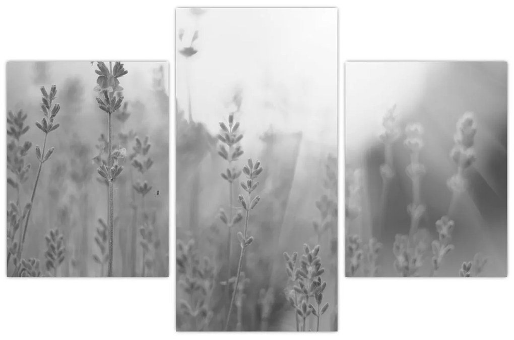 Kép - Levendula (90x60 cm)