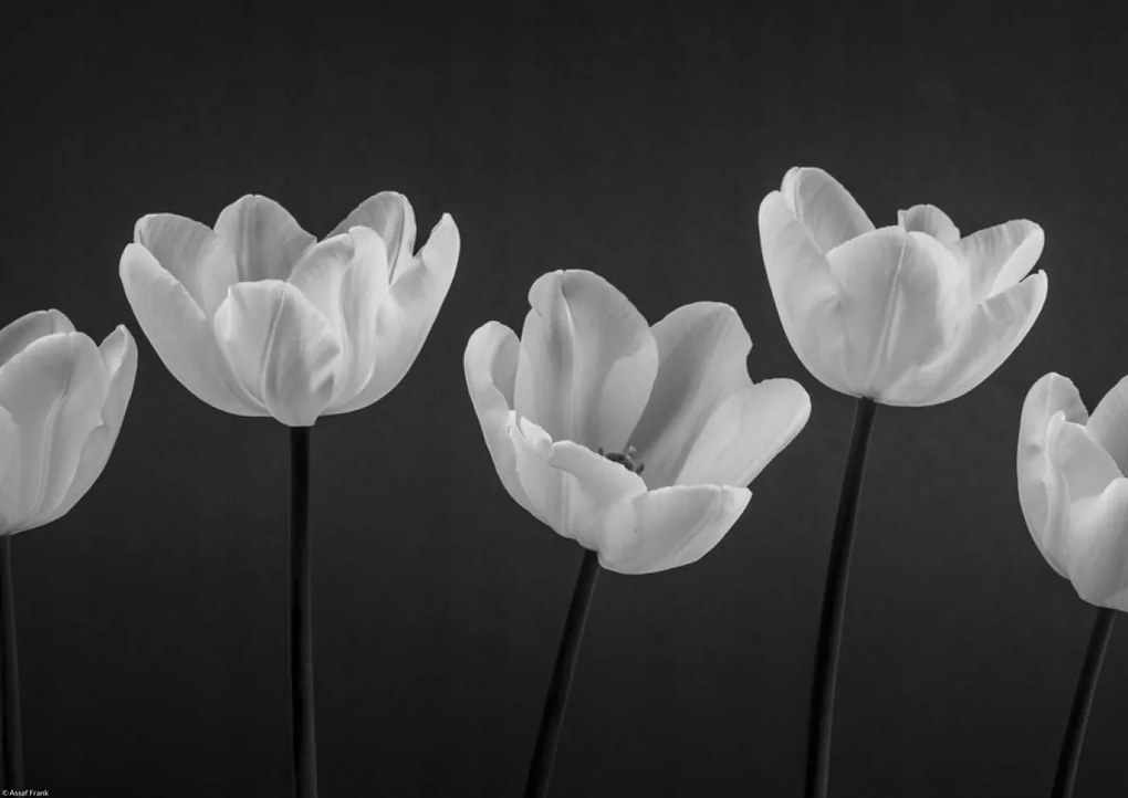 Poszter 42x29,7cm Tulipánok egy sorban, Assaf Frank