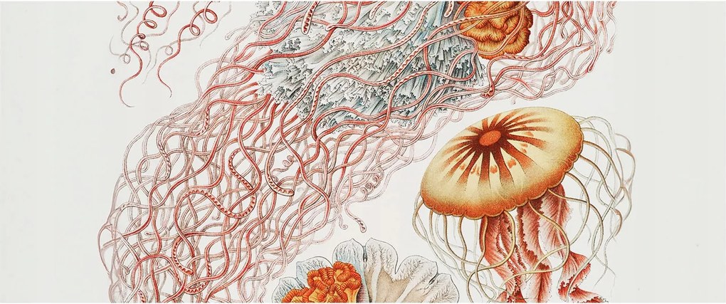 Fali tapéta Panorámával Fantázia medúzák 250x104 Ragasztó