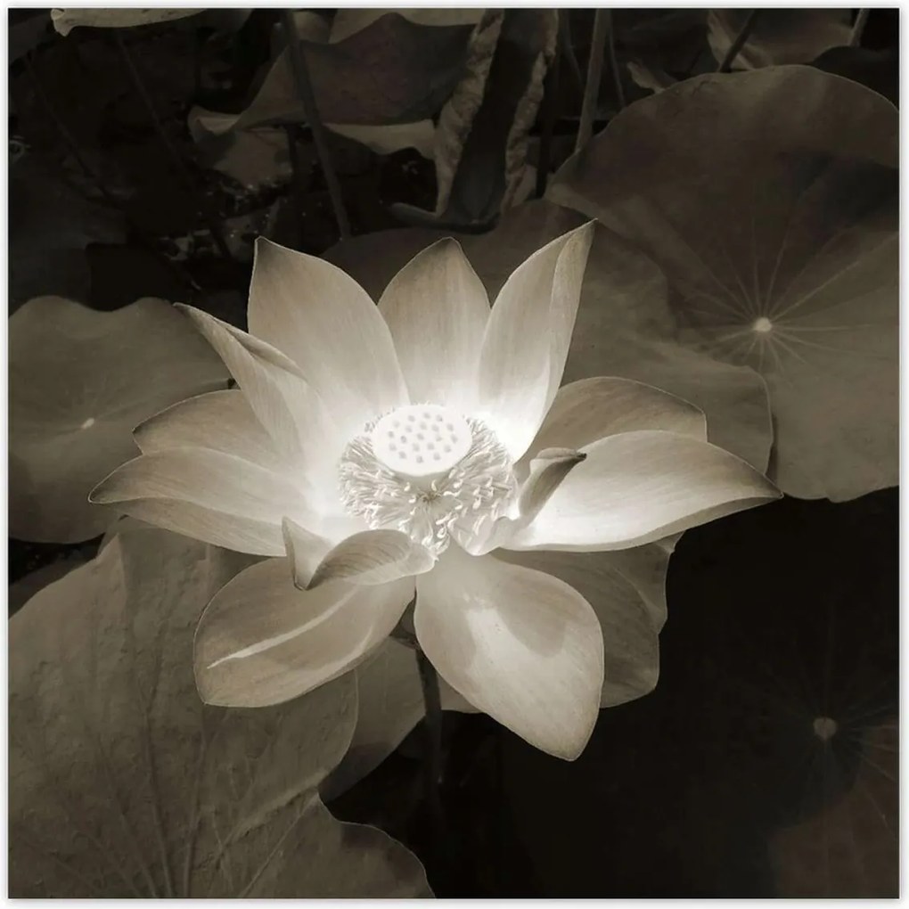 Poszterek 100x100 Lótusz Lótuszvirág