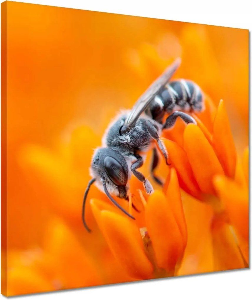 Vászonkép 40x40 Állatok