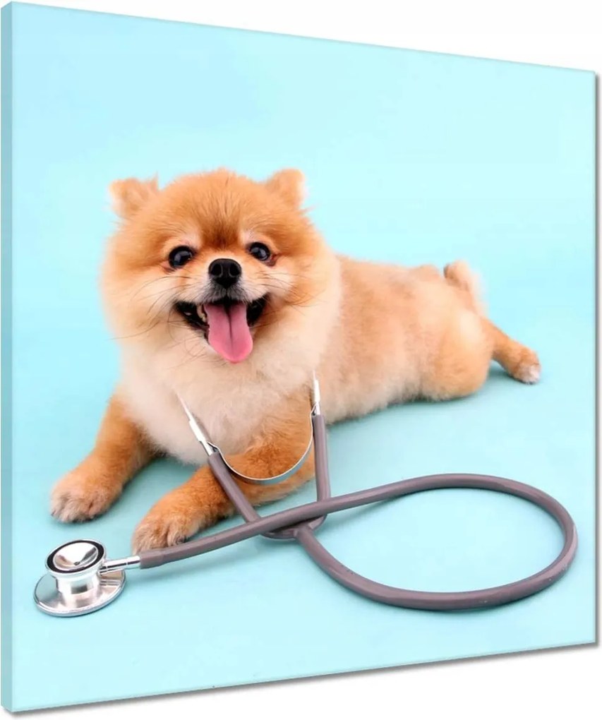 Vászonkép 50x50 Kutya sztetoszkóppal