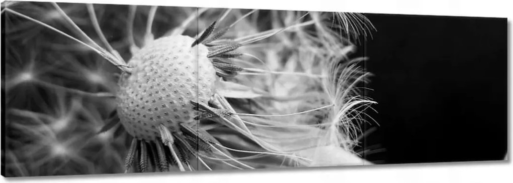 Vászonkép 150x50 Pitypang Virág Virágok