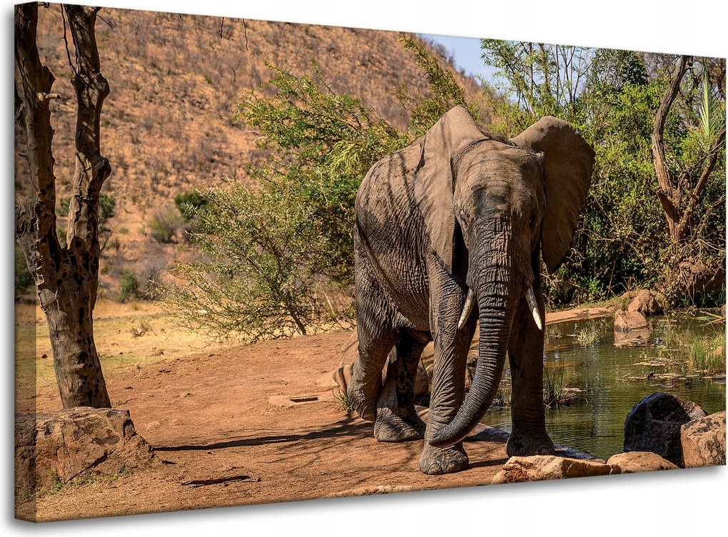 Vászonkép Elefánt Afrika Víz Iszap Nap 100x60 cm Ideális ajándék