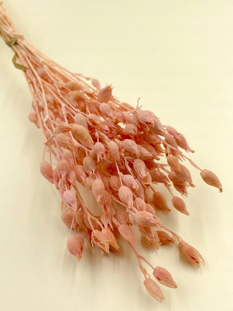 Szárított lándzsa (Silene) Rózsaszín, szárított virágok, virágok vázába