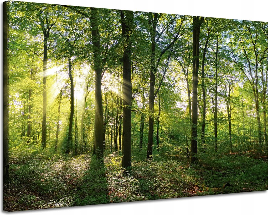 Vászonkép Nap Erdő Fák Fénysugarak 120x80 cm