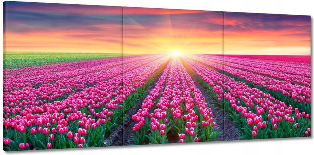 Vászonkép 150x70 Tulipánok tengere Virágok