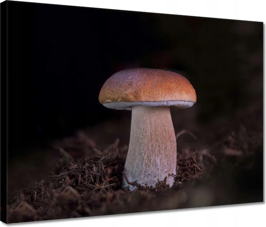 Vászonkép 40x30 A gombák királya