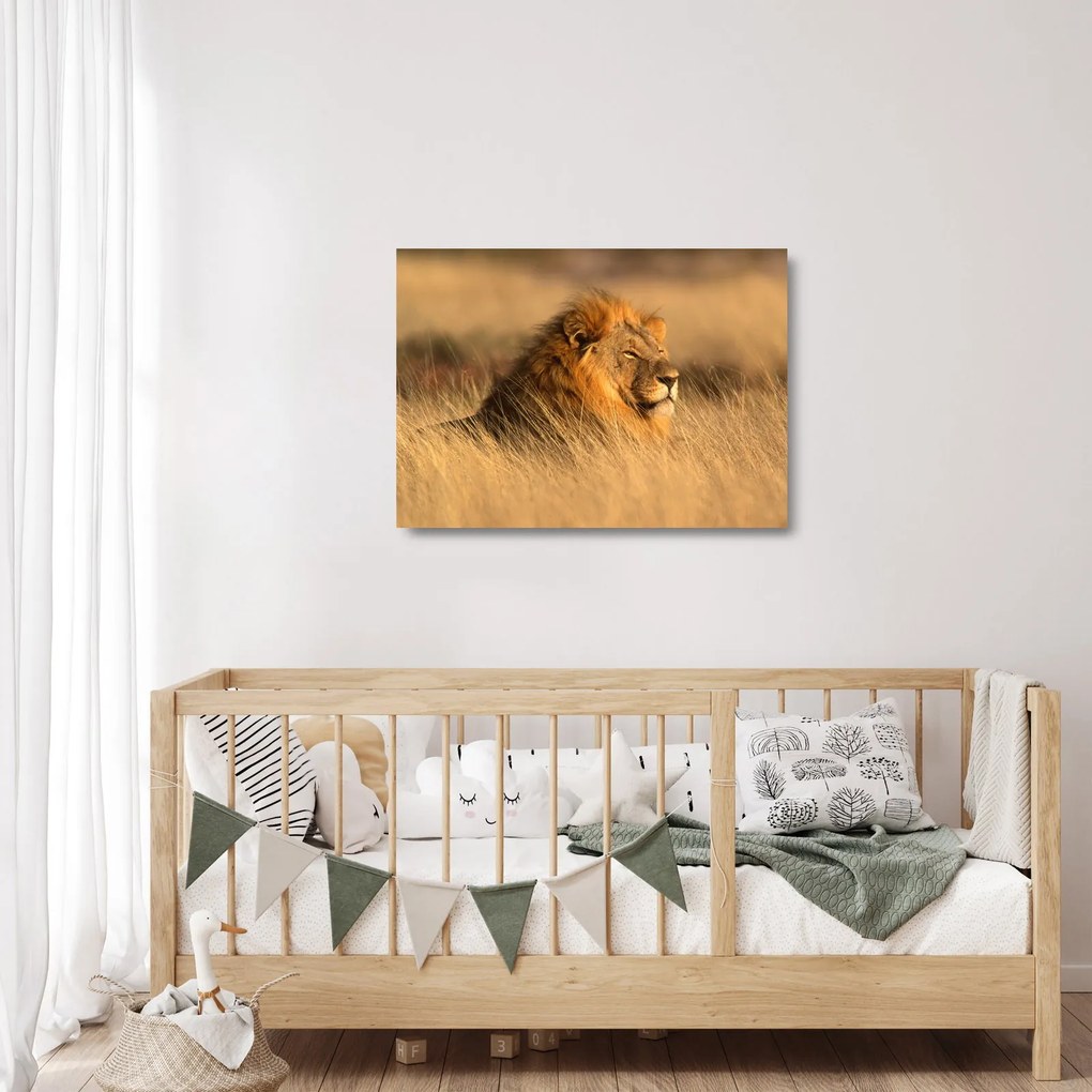Üveg kép - Etosha Nemzeti Park (70x50 cm)