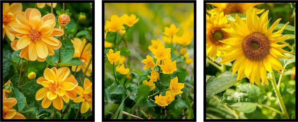 Napraforgó virágok kacsa növények botanika 70x100