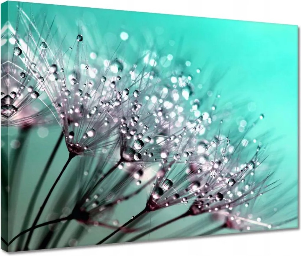 Vászonkép 40x30 Harmatcseppek Pitypang