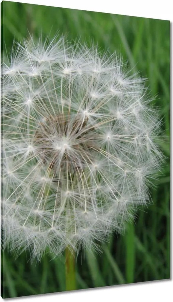 Vászonkép 80x120 Pitypang Virág Virágok