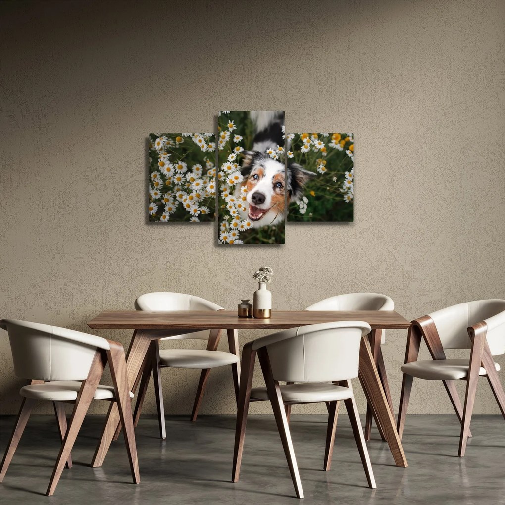 Kép - Ausztrál juhászkutya (90x60 cm)