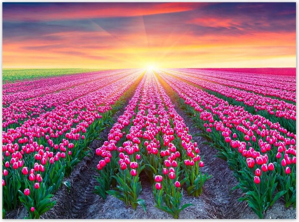 Poszterek 135x100 Tulipánok tengere Virágok